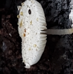 zz agaric (stem; gills white/cream) at Kaleen, ACT - 15 Jun 2021 03:59 PM