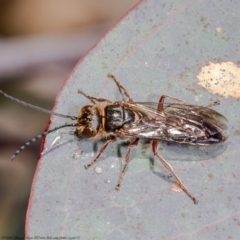 Eirone sp. (genus) (A flower wasp) at Woodstock Nature Reserve - 15 Jun 2021 by Roger
