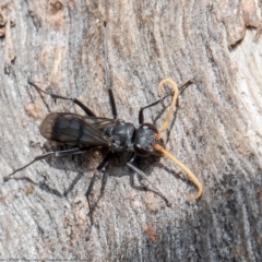 Pompilidae (family) (Unidentified Spider wasp) at Woodstock Nature Reserve - 15 Jun 2021 by Roger