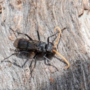 Pompilidae (family) at Holt, ACT - 15 Jun 2021 12:34 PM