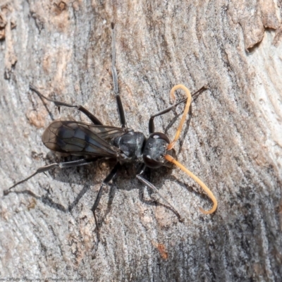 Pompilidae (family) (Unidentified Spider wasp) at Woodstock Nature Reserve - 15 Jun 2021 by Roger