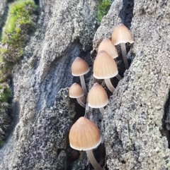 Mycena sp. (Mycena) at Gungaderra Grasslands - 15 Jun 2021 by trevorpreston