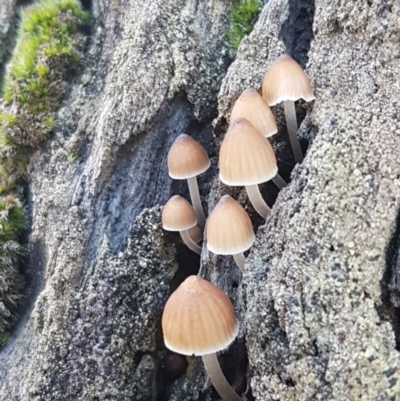 Mycena sp. (Mycena) at Gungaderra Grasslands - 15 Jun 2021 by trevorpreston