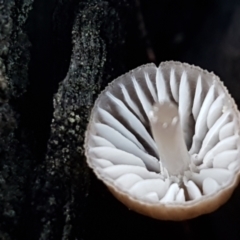 Mycena sp. at Kaleen, ACT - 15 Jun 2021