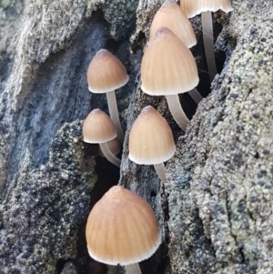 Mycena sp. at Kaleen, ACT - 15 Jun 2021