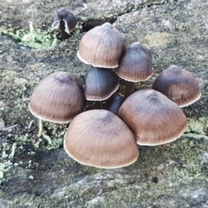 Mycena sp. at Kaleen, ACT - 15 Jun 2021 04:12 PM