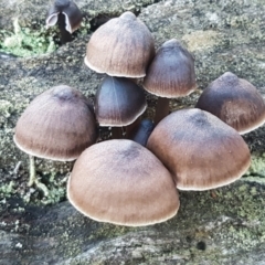 Mycena sp. at Kaleen, ACT - 15 Jun 2021 04:12 PM