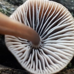 Mycena sp. at Kaleen, ACT - 15 Jun 2021 04:12 PM