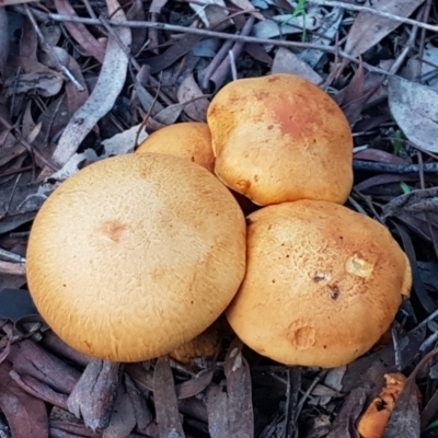 Gymnopilus junonius (Spectacular Rustgill) at Gungaderra Grasslands - 15 Jun 2021 by trevorpreston