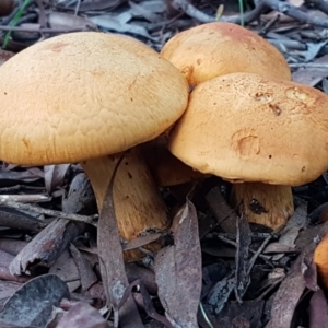 Gymnopilus junonius at Kaleen, ACT - 15 Jun 2021