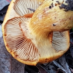 Gymnopilus junonius at Kaleen, ACT - 15 Jun 2021