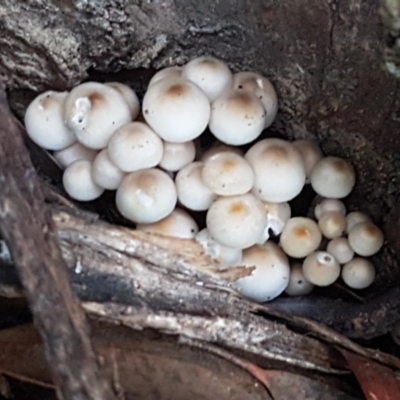 zz agaric (stem; gills white/cream) at Gungaderra Grasslands - 15 Jun 2021 by trevorpreston