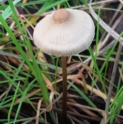 Unidentified Cap on a stem; gills below cap [mushrooms or mushroom-like] at Kaleen, ACT - 15 Jun 2021 by tpreston