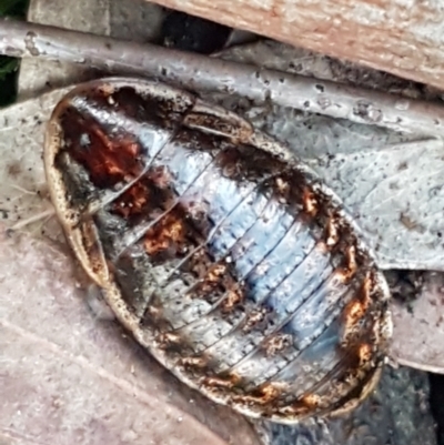 Calolampra sp. (genus) (Bark cockroach) at Kaleen, ACT - 15 Jun 2021 by trevorpreston