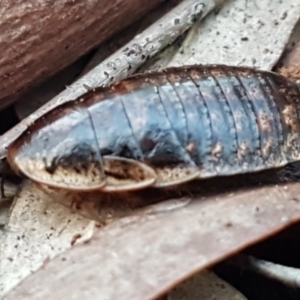 Calolampra sp. (genus) at Kaleen, ACT - 15 Jun 2021