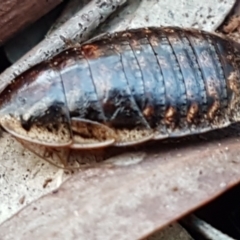 Calolampra sp. (genus) at Kaleen, ACT - 15 Jun 2021