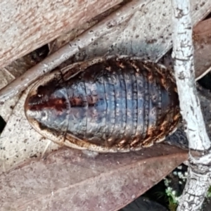 Calolampra sp. (genus) at Kaleen, ACT - 15 Jun 2021