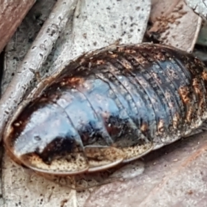 Calolampra sp. (genus) at Kaleen, ACT - 15 Jun 2021