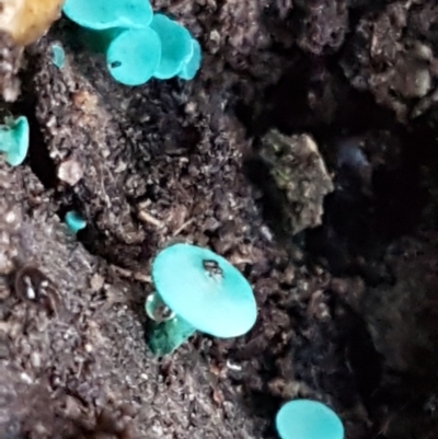 Chlorociboria (An elfcup fungus) at Gungaderra Grasslands - 15 Jun 2021 by trevorpreston