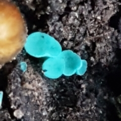 Chlorociboria at Kaleen, ACT - 15 Jun 2021 04:04 PM