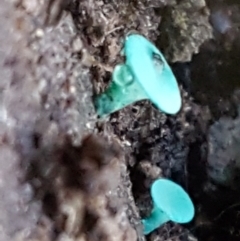 Chlorociboria at Kaleen, ACT - 15 Jun 2021 04:04 PM