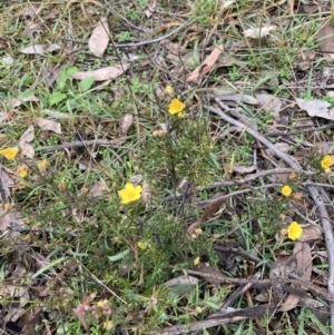 Hibbertia calycina at Holt, ACT - 15 Jun 2021