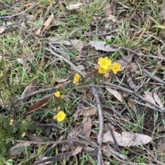 Hibbertia calycina at Holt, ACT - 15 Jun 2021