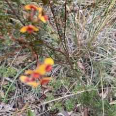 Dillwynia phylicoides (A Parrot-pea) at Holt, ACT - 15 Jun 2021 by Jenny54