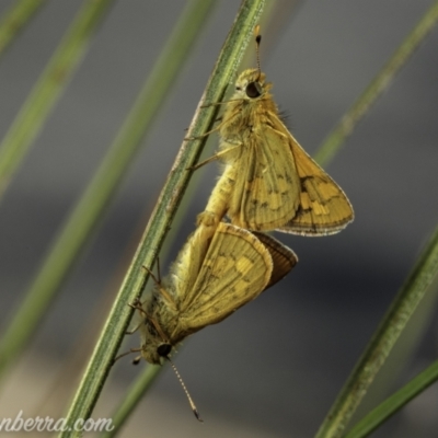 Ocybadistes walkeri (Green Grass-dart) at Hughes, ACT - 12 Mar 2021 by BIrdsinCanberra