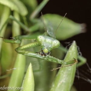 Pseudomantis albofimbriata at Hughes, ACT - 31 Jan 2021