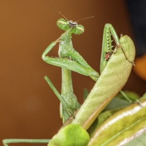 Pseudomantis albofimbriata at Hughes, ACT - 31 Jan 2021