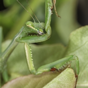 Pseudomantis albofimbriata at Hughes, ACT - 31 Jan 2021