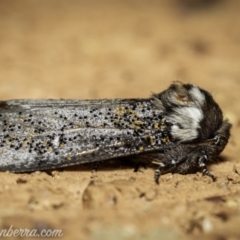 Oenosandra boisduvalii (Boisduval's Autumn Moth) at Garran, ACT - 5 Apr 2021 by BIrdsinCanberra