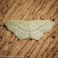 Scopula perlata (Cream Wave) at Hughes, ACT - 8 May 2021 by BIrdsinCanberra