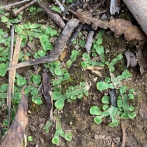 Asterella drummondii at Murrumbateman, NSW - 14 Jun 2021 04:06 PM