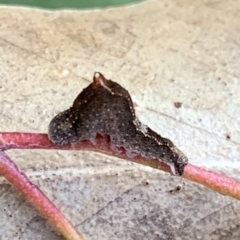 Mnesampela comarcha (Dry-leaf Gum Moth) at Murrumbateman, NSW - 22 May 2021 by SimoneC