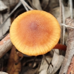 Laccaria sp. (Laccaria) at Cook, ACT - 15 Jun 2021 by drakes