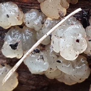 Gelatinous, on wood – genus uncertain at Lyneham, ACT - 16 Jun 2021