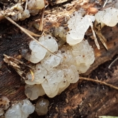 Gelatinous, on wood – genus uncertain at Lyneham, ACT - 16 Jun 2021