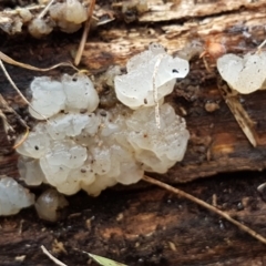 Gelatinous, on wood – genus uncertain at Lyneham, ACT - 16 Jun 2021