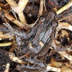 Limnodynastes peronii (Brown-striped Frog) at Lyneham, ACT - 16 Jun 2021 by trevorpreston