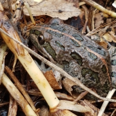 Limnodynastes tasmaniensis (Spotted Grass Frog) at Lyneham, ACT - 16 Jun 2021 by trevorpreston