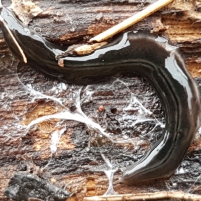 Parakontikia ventrolineata (Stripe-bellied flatworm) at Lyneham, ACT - 16 Jun 2021 by trevorpreston