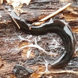 Parakontikia ventrolineata at Lyneham, ACT - 16 Jun 2021