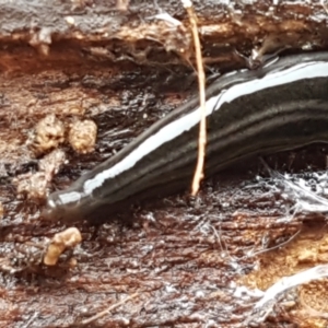 Parakontikia ventrolineata at Lyneham, ACT - 16 Jun 2021