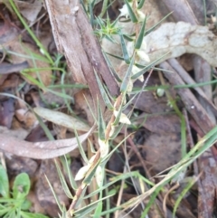 Melichrus urceolatus (Urn Heath) at West Goulburn Bushland Reserve - 15 Jun 2021 by Rixon