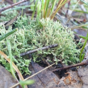 Cladonia sp. (genus) at Goulburn, NSW - 16 Jun 2021