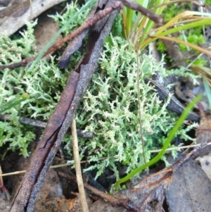 Cladonia sp. (genus) at Goulburn, NSW - 16 Jun 2021