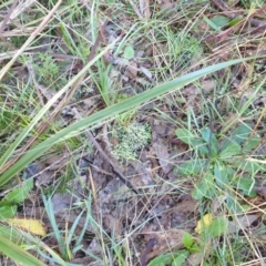 Cladonia sp. (genus) at Goulburn, NSW - 16 Jun 2021