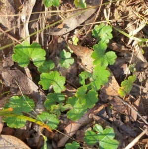 Hydrocotyle laxiflora at Goulburn, NSW - 16 Jun 2021